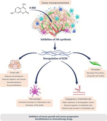 Targeting the Tumor Extracellular Matrix by the Natural Molecule 4-Methylumbelliferone: A Complementary and Alternative Cancer Therapeutic Strategy